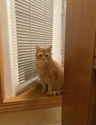 Lost Male Cat last seen Gallegos drive, Fremont, CA 94539