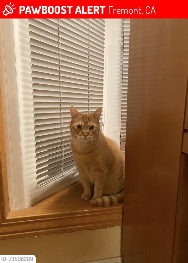 Lost Male Cat last seen Gallegos drive, Fremont, CA 94539