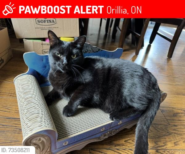 Lost Male Cat last seen Park st & Mariposa Place Building, Orillia, ON 