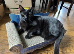 Lost Male Cat last seen Park st & Mariposa Place Building, Orillia, ON 