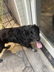 Reunited Unknown Dog last seen Near Memphis near Southcrest baptist, Lubbock, TX 79423