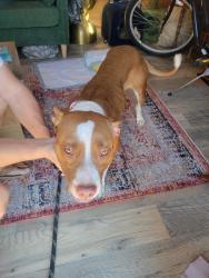 Reunited Female Dog last seen 64th and main, Mesa, AZ 85205