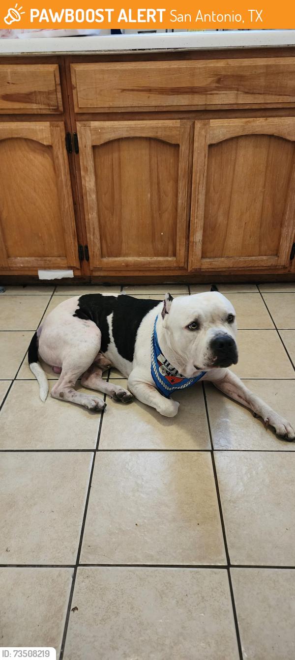 Found/Stray Male Dog last seen Near Pine St and Avant Ave, San Antonio, TX 78210