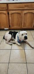 Found/Stray Male Dog last seen Near Pine St and Avant Ave, San Antonio, TX 78210