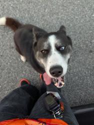 Reunited Female Dog last seen Townsend Blvd, Jacksonville, FL 32211