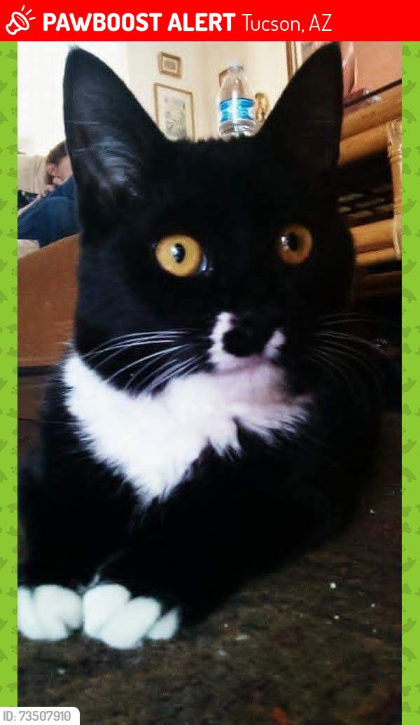 Lost Female Cat last seen Broadway and Wilmot, Tucson, AZ 85710