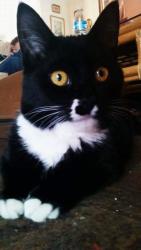 Lost Female Cat last seen Broadway and Wilmot, Tucson, AZ 85710