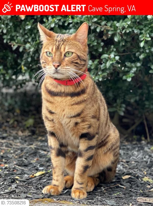 Lost Male Cat last seen Roselawn, Cave Spring, VA 24018