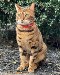 Lost Male Cat last seen Roselawn, Cave Spring, VA 24018