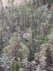 Found/Stray Unknown Cat last seen Jones Farm Dr, Fitchburg, WI 53711