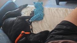 Reunited Female Dog last seen Frazee Rd, Mission Valley near BJs, San Diego, CA 92108
