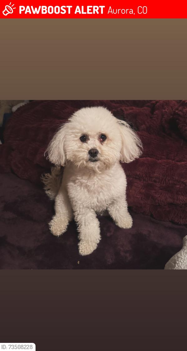 Lost Female Dog last seen Alameda y chambers, Aurora, CO 80017