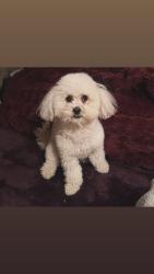 Lost Female Dog last seen Alameda y chambers, Aurora, CO 80017