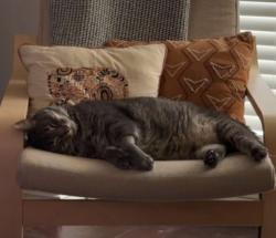 Reunited Male Cat last seen Canty/Van Buren, Dallas, TX 75208