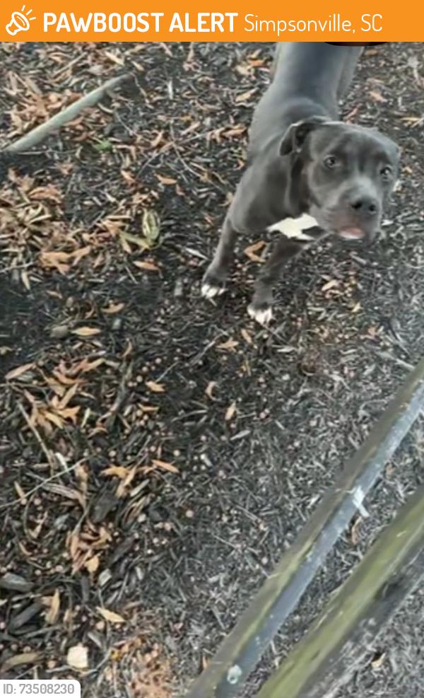 Found/Stray Female Dog last seen Brookwood point place in simpsonville, Simpsonville, SC 29681