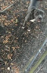 Found/Stray Female Dog last seen Brookwood point place in simpsonville, Simpsonville, SC 29681