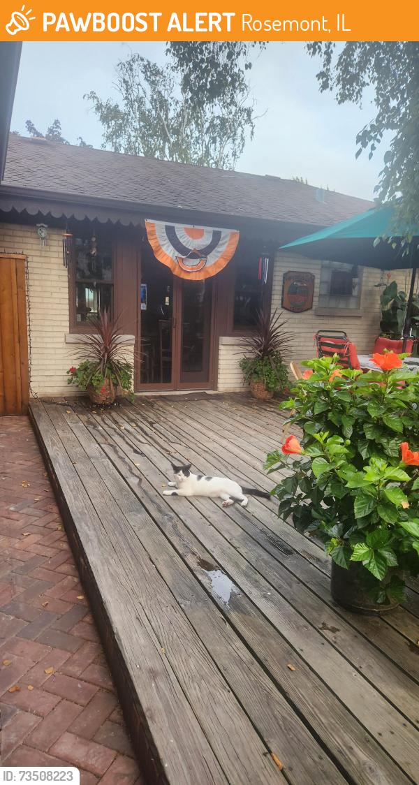 Found/Stray Male Cat last seen Higgins and Scott, Rosemont, IL 60018