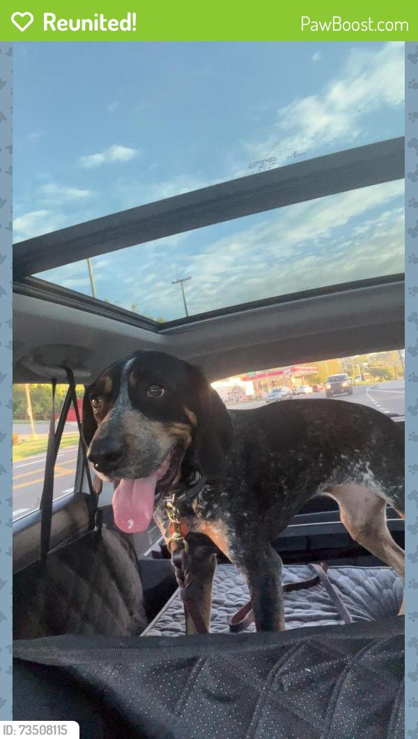 Reunited Female Dog last seen Near Hiawassee Ave, Knoxville, TN 37917, USA, Knoxville, TN 37917