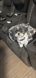 Lost Female Dog last seen Dartmouth and Bryant, Sheridan, CO 80110