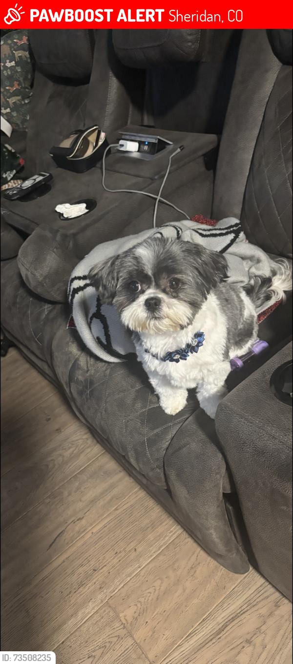 Lost Female Dog last seen Dartmouth and Bryant, Sheridan, CO 80110