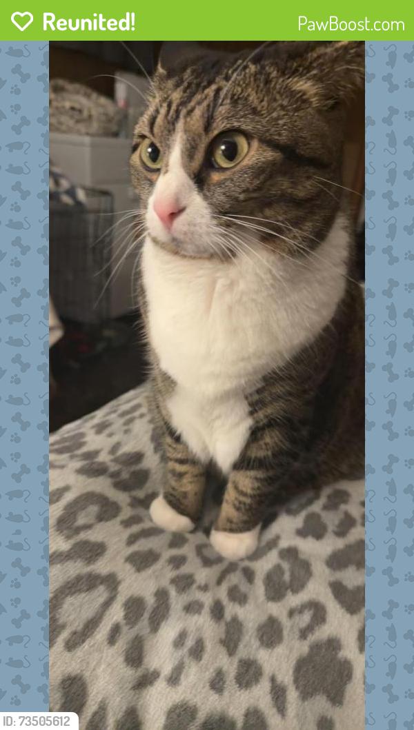 Reunited Female Cat last seen SPRINGFIELD ests, Springfield, VA 22150