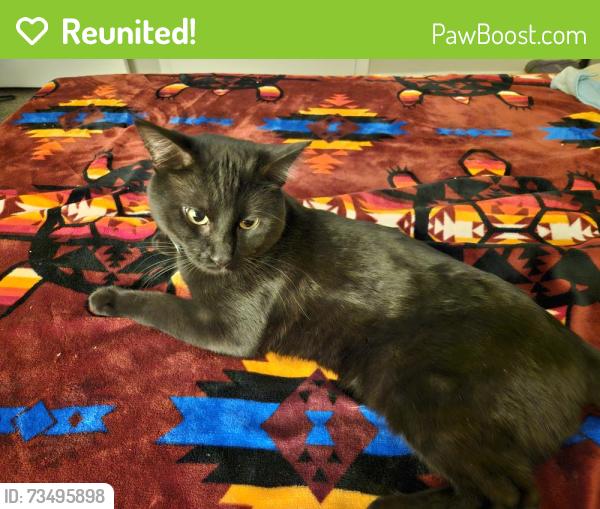 Reunited Male Cat last seen 58th and Ralston, Arvada, CO 80004