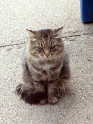 Found/Stray Unknown Cat last seen 35th street, Galesburg, MI 49053