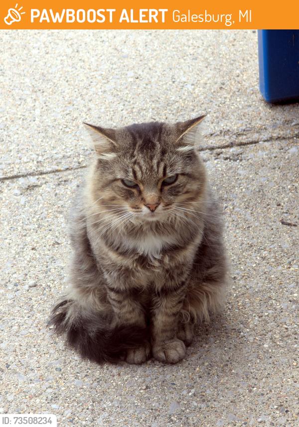 Found/Stray Unknown Cat last seen 35th street, Galesburg, MI 49053