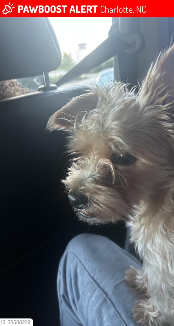 Lost Male Dog last seen lawyers road, Charlotte, NC 28227, Charlotte, NC 28227