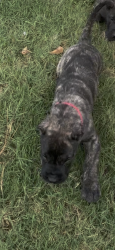 Lost Female Dog last seen 8th wood, Oakland, CA 94612