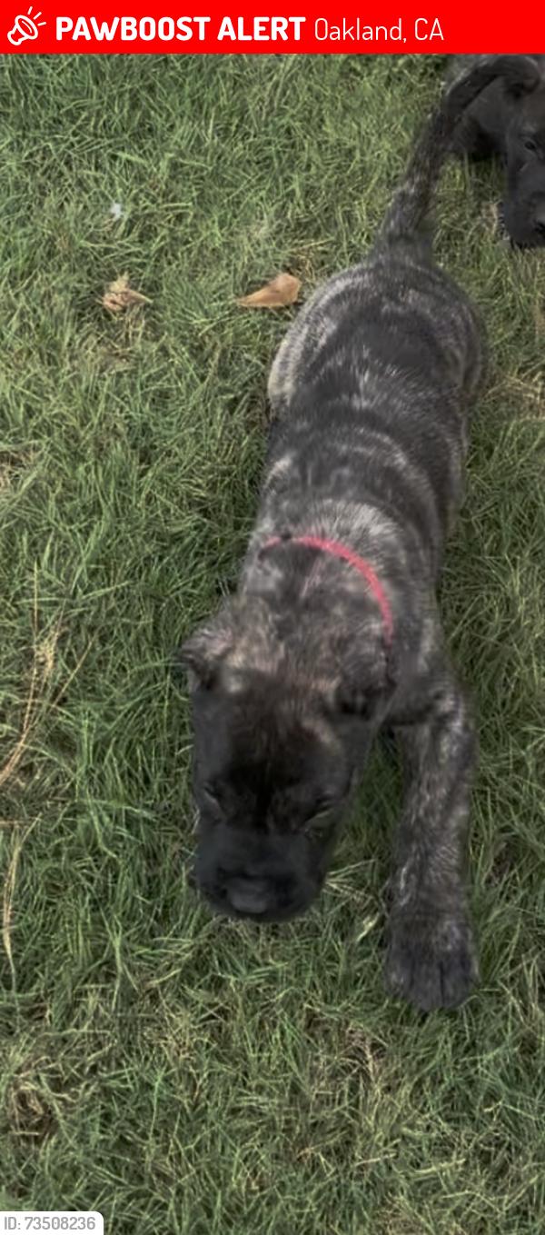 Lost Female Dog last seen 8th wood, Oakland, CA 94612