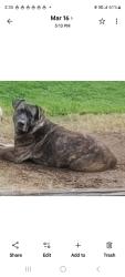 Lost Male Dog last seen Bethany Farm/ Cemetery, Alvarado, TX 76009