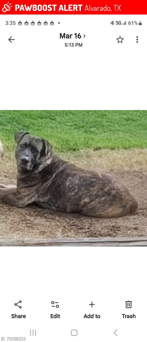 Lost Male Dog last seen Bethany Farm/ Cemetery, Alvarado, TX 76009