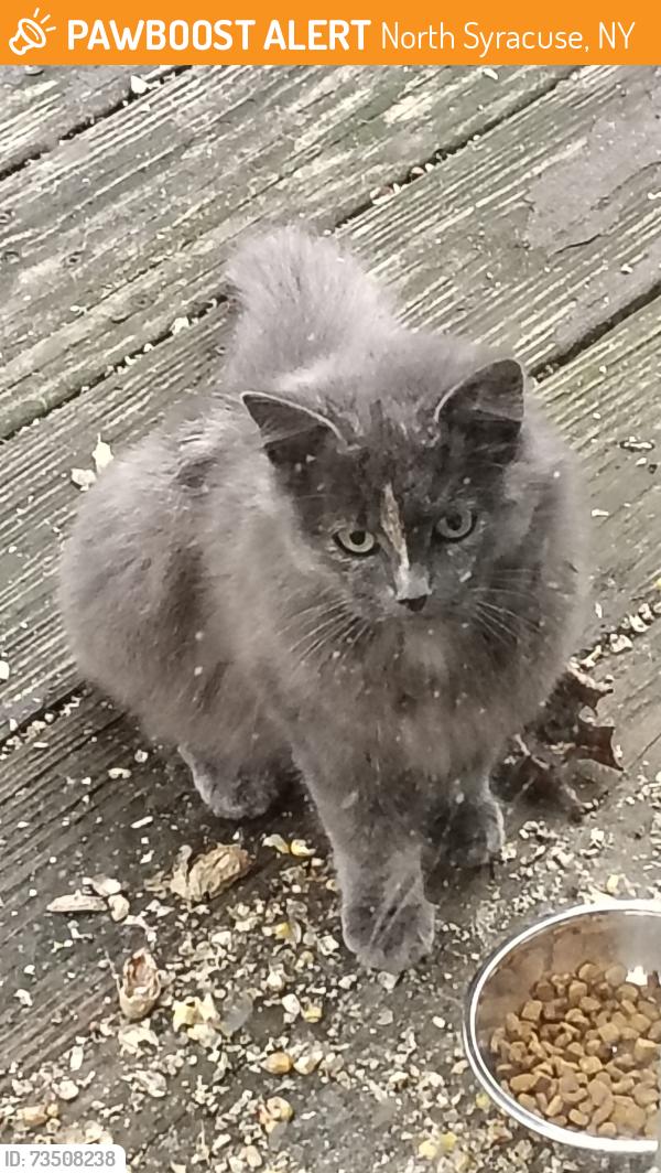 Found/Stray Unknown Cat last seen Ford Drive and Teacher's Drive, North Syracuse, NY 13212