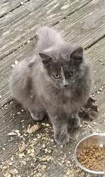 Found/Stray Unknown Cat last seen Ford Drive and Teacher's Drive, North Syracuse, NY 13212