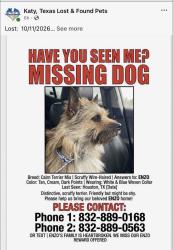 Lost Male Dog last seen Clay road and greenhouse, Houston, TX 77084