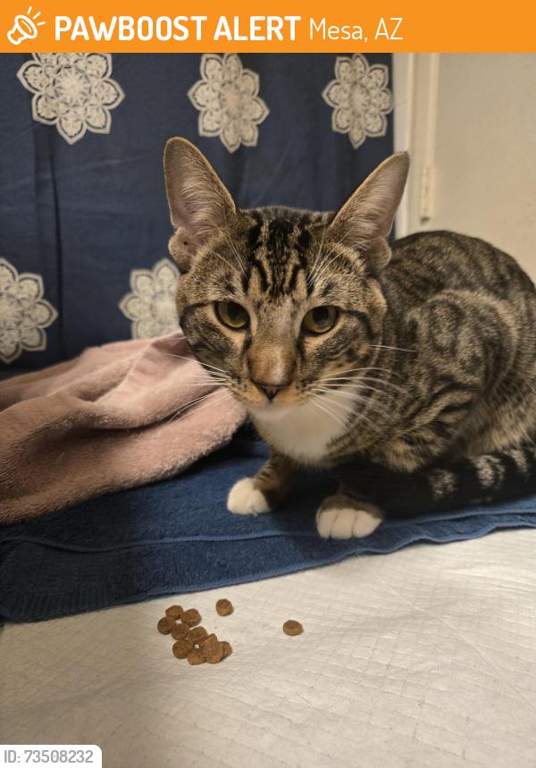 Found/Stray Male Cat last seen Gilbert and University, Mesa, AZ 85203