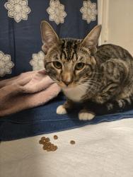 Found/Stray Male Cat last seen Gilbert and University, Mesa, AZ 85203