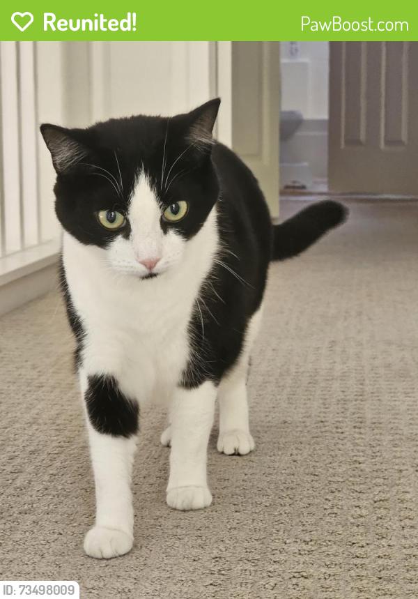 Reunited Female Cat last seen Kirkhill Street Santa Rosa CA 95403, Santa Rosa, CA 95403