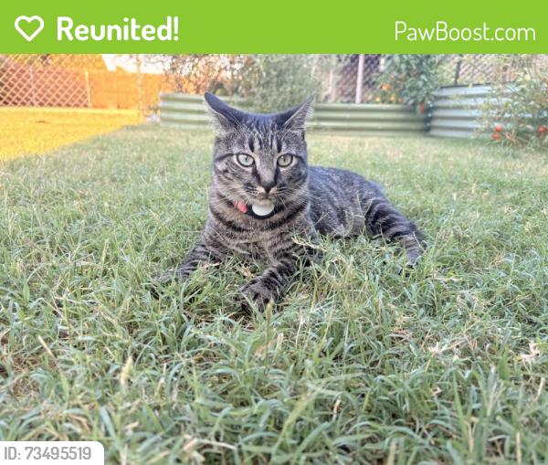 Reunited Female Cat last seen Glade, NW 26th Street, NW 25th Street, Bethany, OK 73008