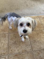 Lost Male Dog last seen Grayson, Grayson, GA 30017