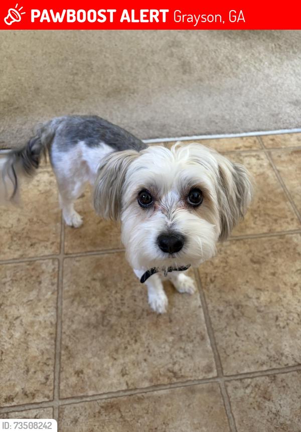 Lost Male Dog last seen Grayson, Grayson, GA 30017