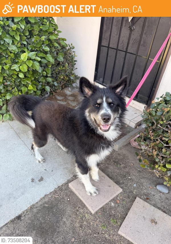 Found/Stray Male Dog last seen By ponderosa park, Anaheim, CA 92802