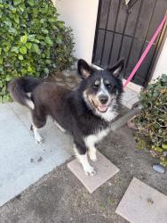 Found/Stray Male Dog last seen By ponderosa park, Anaheim, CA 92802
