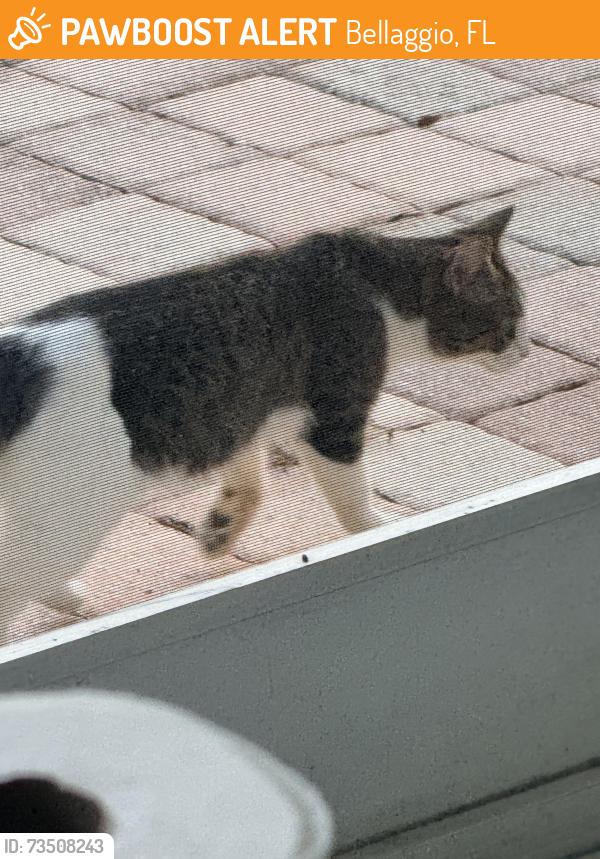 Found/Stray Unknown Cat last seen Lantana or Hypoluxo, Bellaggio, FL 33467