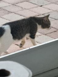 Found/Stray Unknown Cat last seen Lantana or Hypoluxo, Bellaggio, FL 33467