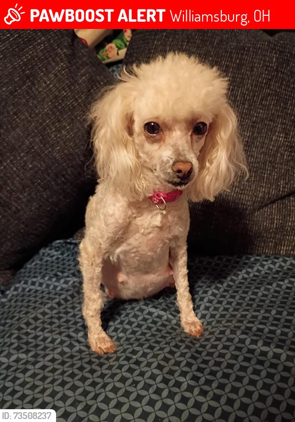 Lost Female Dog last seen Near the intersection of Glancy Greenbush Rd., Williamsburg, OH 45176