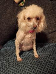Lost Female Dog last seen Near the intersection of Glancy Greenbush Rd., Williamsburg, OH 45176