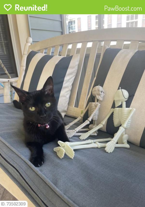 Reunited Female Cat last seen Alcoa Elementary School, Alcoa, TN 37701