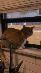 Reunited Male Cat last seen There’s a street next to a corner store, there’s a road in the neighborhood, Oklahoma City, OK 73111